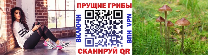 Псилоцибиновые грибы мицелий  Сураж 